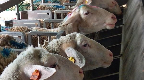 В Крыму разводят овец молочной породы лакон В Крыму разводят овец молочной породы лакон