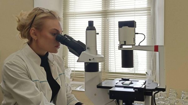 Ученые из Крыма занялись селекцией водорослей для получения вкусных зеленых устриц