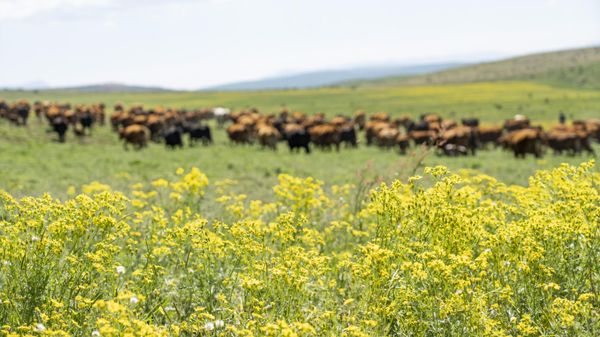 В Крыму разводят  коров лимузинской и абердинской пород