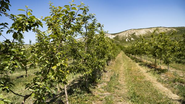 сады в Белгорском районе Крыма