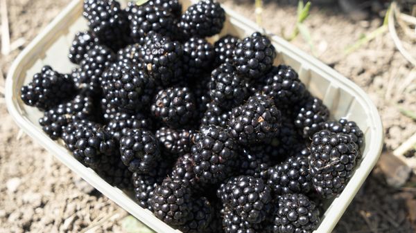 В Крыму проходит сбор малины и ежевики