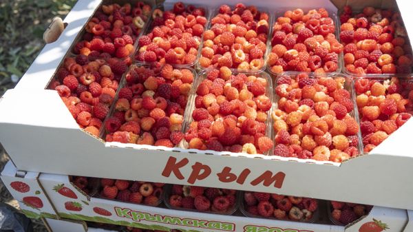 В Крыму проходит сбор малины и ежевики