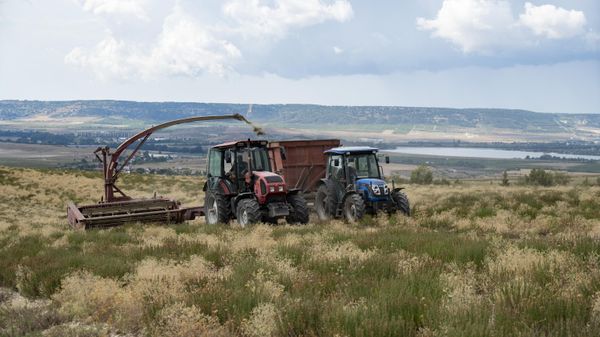 В Крыму началась уборка иссопа лекарственного