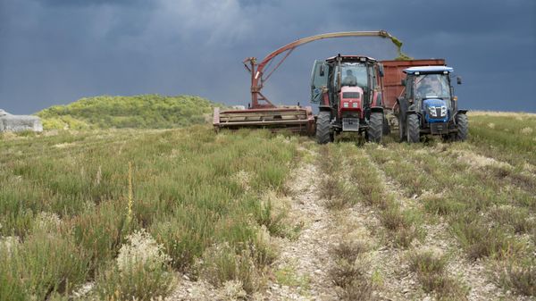 В Крыму началась уборка иссопа лекарственного