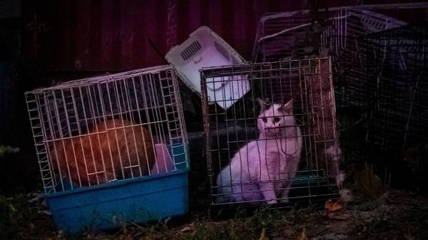 Из огня в приюте для животных спасатели вынесли 700 кошек и собак