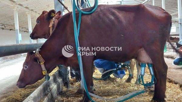 Лучшей дояркой Крыма стала жительница Симферопольского района