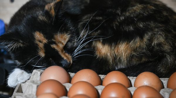 Кошка 
