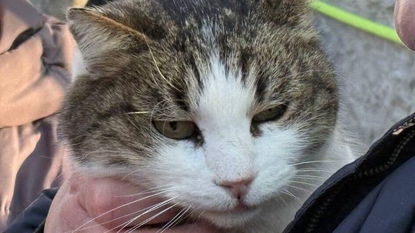 Спасение кошки Муси