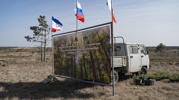 Посадка крымской сосны в Белогорском районе Крыма