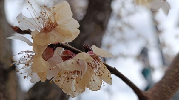 Замерзшие цветы абрикоса в Крыму