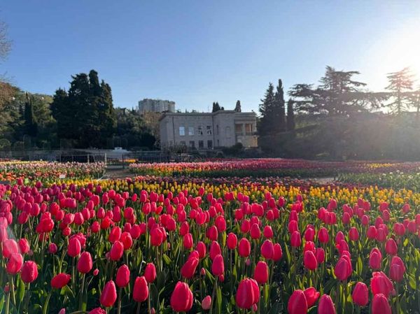 Парад тюльпанов в Крыму
