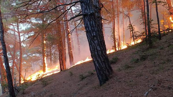 Лесной пожар в Геленджикском лесничестве 