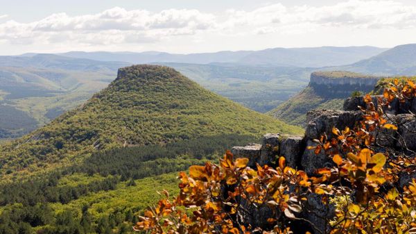 Леса Крыма