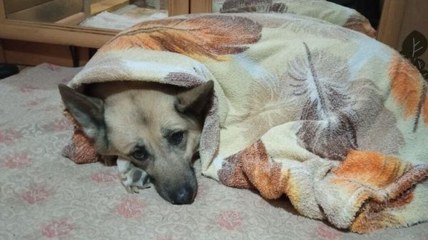 Собака