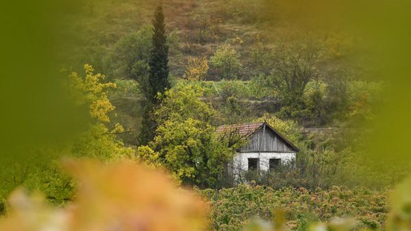 Виноградники в селе Ворон в Крыму