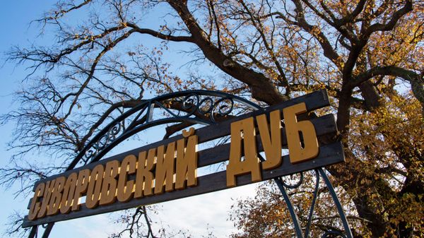 Суворовский дуб вошёл в тройку победителей конкурса Российское дерево года