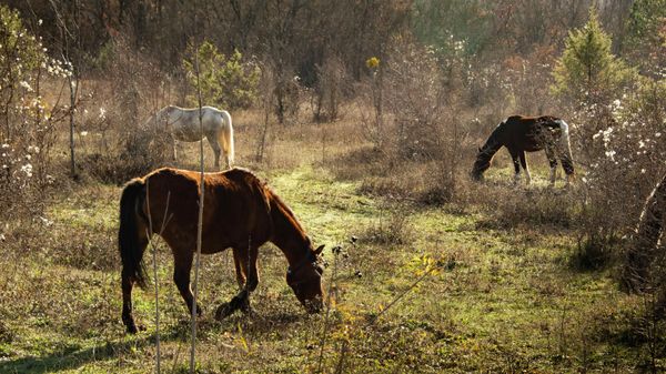В Крыму возрождают породу уникальных истинно крымских горных лошадей