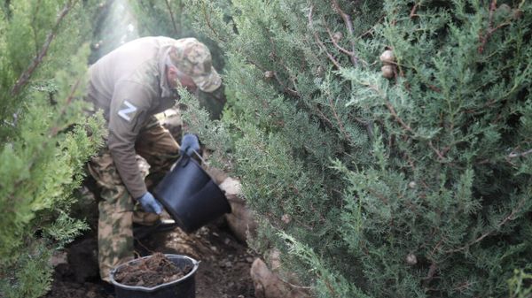В Алуште на Аллее Героев высадили кипарисы 