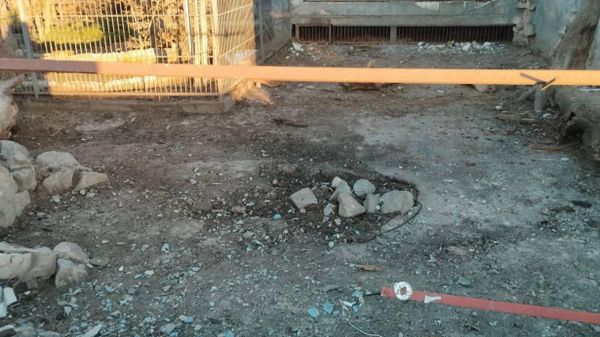 В Запорожской области дроны атаковали зоопарк – ранен лев и разрушены вольеры с тиграми