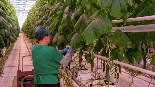 Выращивание огурцов в теплицах в Белогорском районе Крыма