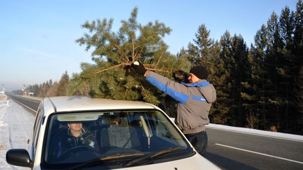 Мужчина грузит на автомобиль елку