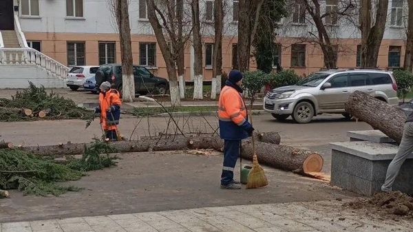 Ветер повалил деревья в Феодосии