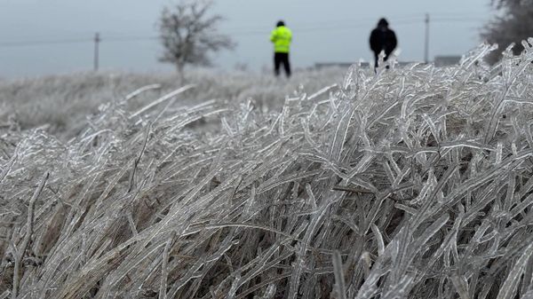 Заледеневшая растительность