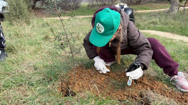 В Севастополе школьники посадили кипарисы и крымские сосны в парке 35-летия Победы