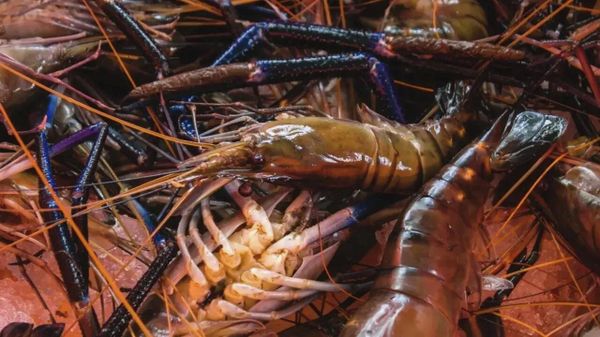 Дальневосточная креветка в Азовском море