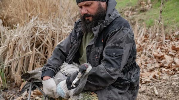 В Севастополе спасли двух диких журавлей