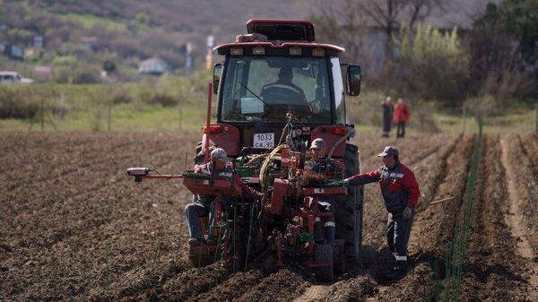 В Балаклавском районе обновляют виноградники