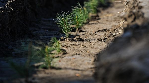 Саженцы хвойных пород деревьев