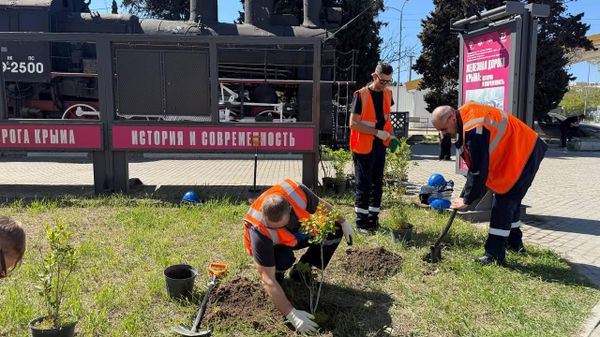 В Севастополе на мысе Хрустальный высадили сирень
