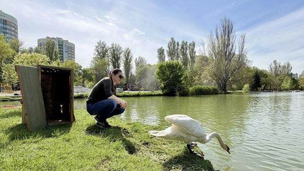 В Симферополе спасли лебедя