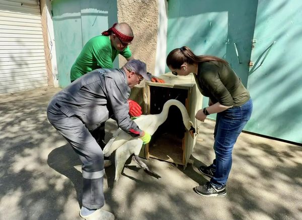 В Симферополе спасли лебедя