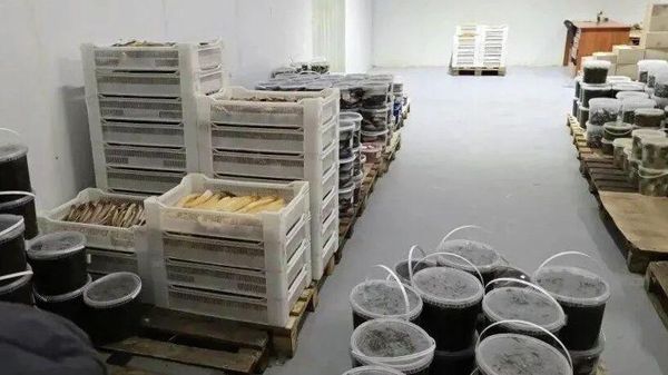 На двух предприятиях Севастополя нашли опасные рыбу и молочные продукты