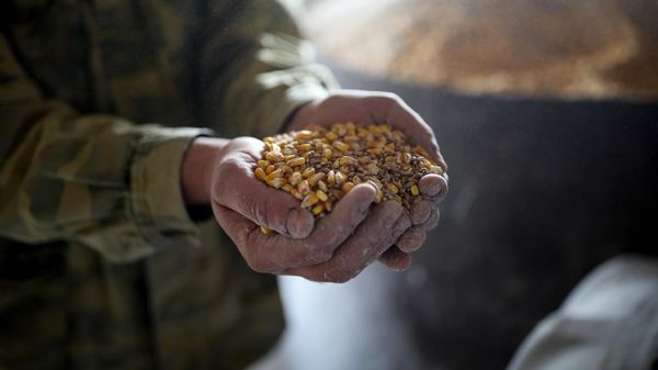Животноводческое хозяйство