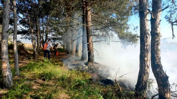 В Севастополе сотрудники ДПС остановили лесной пожар у жилых домов