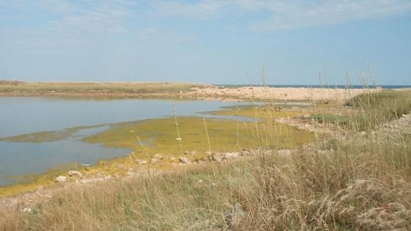Зеленая водоросль из соленого крымского озера станет ценным источником микроэлементов для животных