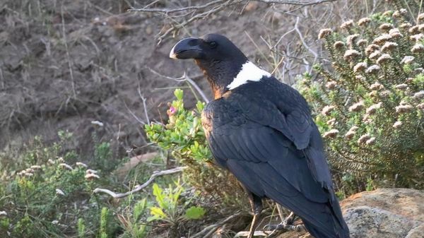 Современный белошейный ворон Corvus albicollis Latham, ЮАР