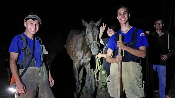 Лошадь вызволили из западни в Севастополе