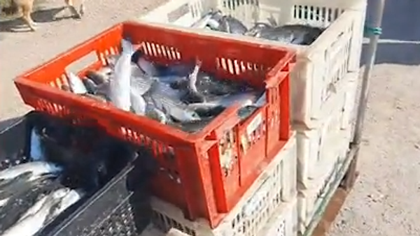 В Севастополя браконьеры незаконно наловили кефали на 6,9 млн