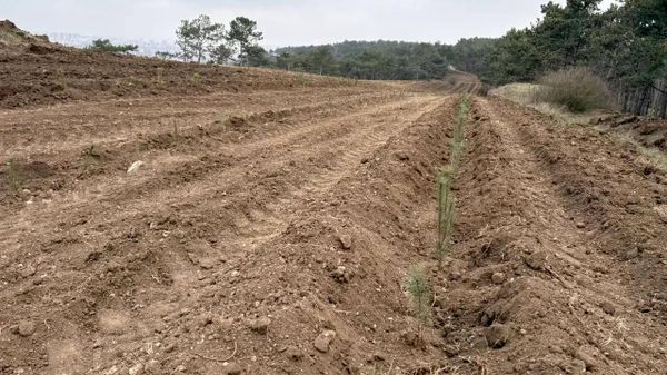 Компания ВАД производит компенсационную высадку деревьев в Крыму.