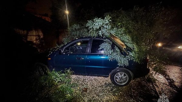 В Севастополе штормовой ветер повалил деревья на машины и дороги