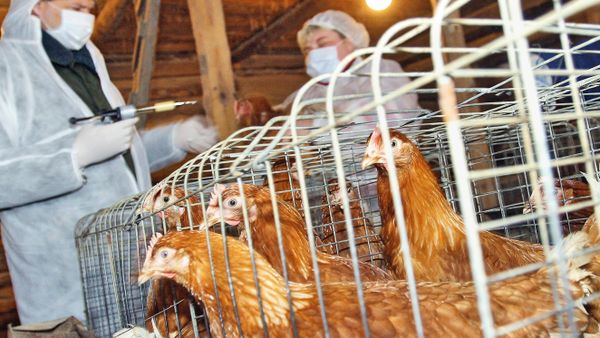 Вакцинация домашней птицы
