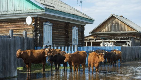 Паводок в Омской области Паводок в Омской области
