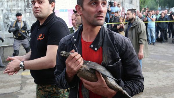 Спасенный пингвин из зоопарка Тбилиси