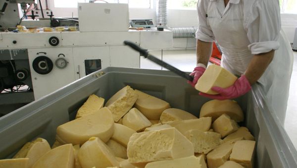 Работа сыродельческого предприятия ООО Витако+ в поселке Чехово Калининградской области