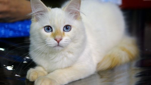 XIII Международная выставка кошек Гран-при Royal Canin 2014 XIII Международная выставка кошек Гран-при Royal Canin 2014