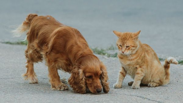 Собака и кошка